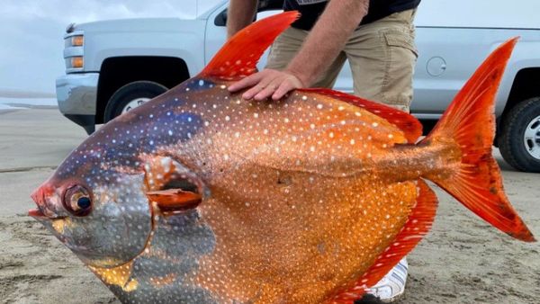 Ikan Jumbo Berwujud Aneh Ini Terdampar di Pantai dan Kejutkan Warga