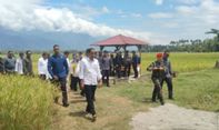 Jokowi Tinjau Panen Padi di Sigi: Hasil Bagus, 6,2 Ton per Hektare