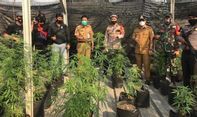 Berita Terkini: Polisi Gerebek Ladang Ganja dalam Rumah di Kota Tangerang