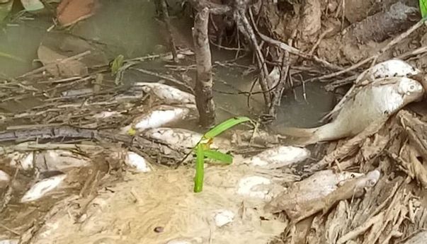Berita Seputar Jateng: Tercemar Limbah, Ratusan Ikan di Sungai Elo Temanggung Mati