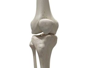 Struktur dan Fungsi Tulang Tempurung Lutut Manusia