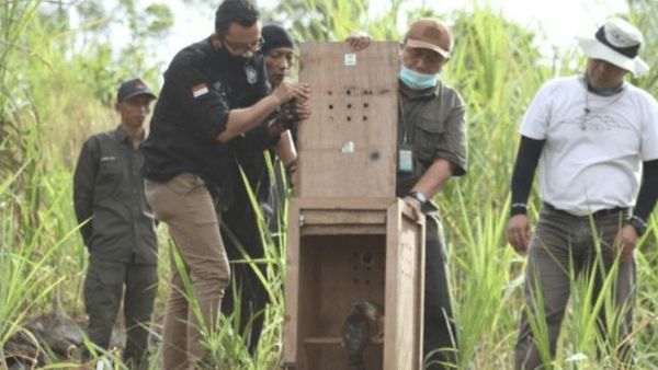 Berita Seputar Jogja: BKSDA Yogyakarta Lepas 4 Elang di Tahura Bunder Gunung Kidul