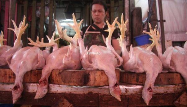 Sempat Diobral, Harga Ayam Potong di Jogja Kini Melesat