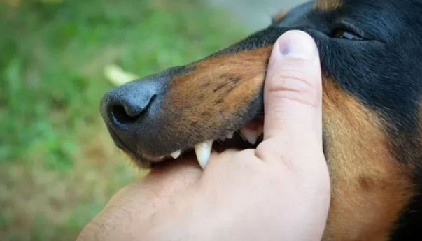 Dinkes Sukabumi Tangani 73 Kasus Rabies, Sebagian Besar dari Luar Wilayah