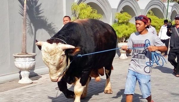 Berita Terkini: Kurban Sapi-Kambing Bisa Diganting Sedekah Uang di Masa Pandemi Corona