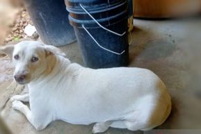 Pemkab Kupang Imbau Warga Ikat Anjing Peliharaan usai Munculnya Kasus Rabies di TTS