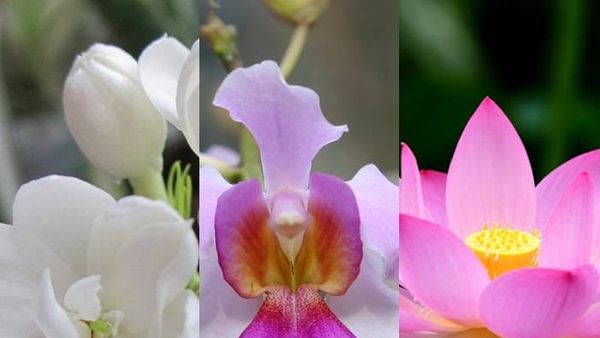 Mengenal Bunga Nasional Negara ASEAN, Mana yang Paling Indah?
