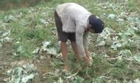 Berita Seputar Jateng: Harga Kubis Anjlok Rp 500 per Kilo, Petani di Batang Buang Hasil Panen