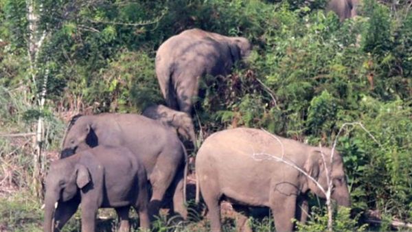 18 Rumah Warga di Aceh Rusak Karena Diserang Kawanan Gajah Liar