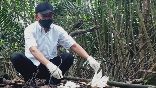 Terkuak, ini Dugaan Awal Kematian Massal Burung Kuntul di Hutan Mangrove Baros