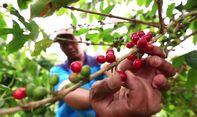 Meski Masih Lemah, Harga Kopi di Tingkat Petani Mulai Membaik