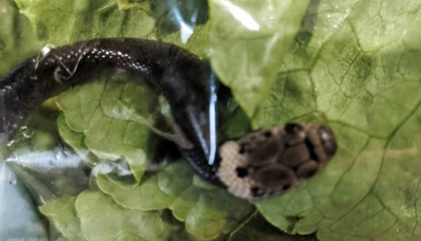 Ular Paling Berbisa di Dunia Ditemukan Sembunyi di Kemasan Salad dari Supermarket