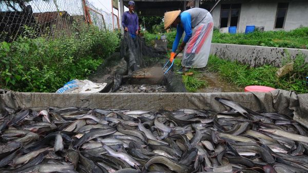 Mengenal “Simbiofish”, Usaha Ternak Lele di Tengah Pandemi Corona