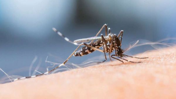 Waspada! Ini Jam-jam Gigitan Nyamuk Aedes Aegypti Penyebab DBD