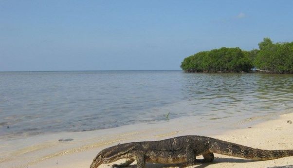 Pesona dan Tarif Pulau Biawak Indramayu, Liburan Seru Sensasi Baru