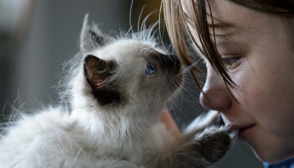 Membaca Bahasa Tubuh Kucing