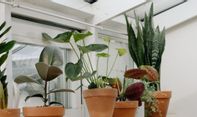 Bisa Tumbuh Tinggi, Berikut 6 Tanaman Hias Indoor yang Bikin Suasana Rumah Makin Hidup