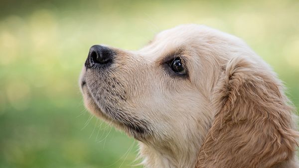 Akhirnya Gibran Rakabuming Respon Desakan Setop Penjualan Daging Anjing di Solo