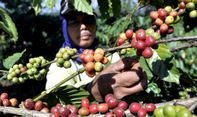 Di Tingkat Petani Harga Kopi Arabika Temanggung Mulai ‘Sumringah’