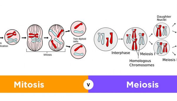 Penjelasan Lengkap Perbedaan Mitosis dan Meiosis