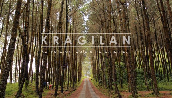 Mau Hunting Pemandangan Luar Biasa di Hutan Pinus Kragilan? Ini Rute dan Harga Tiketnya