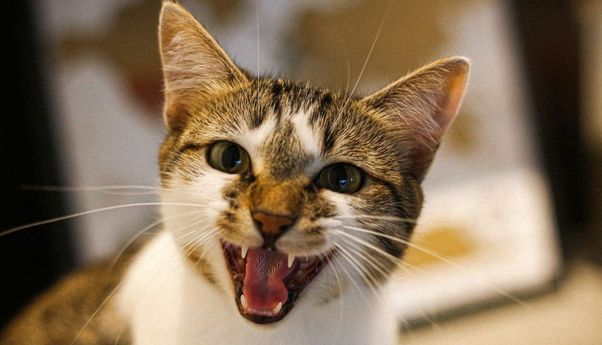 Kucing Terus Mengeong Meski Sudah Diberi Makan? Mungkin 5 Hal Ini Penyebabnya