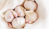 Begi Pemula, Begini Cara Mudah Menanam Bawang Putih di Rumah