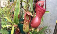 Tumbuhan Langka di Indonesia: Ciri-ciri, Jenis, dan Nama Latin