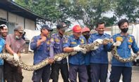 Karyawan Pabrik Dihebohkan oleh Ular Piton Sepanjang 5 Meter, Petugas BPBD Gercep Evakuasi