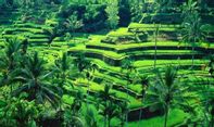 Bedugul Bali: Refresh Otak dengan Pemandangan Alam yang Masih Asri