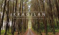 Mau Hunting Pemandangan Luar Biasa di Hutan Pinus Kragilan? Ini Rute dan Harga Tiketnya