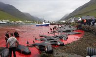 Bikin Sedih, Air Laut di Pulau Ini Berubah Jadi Merah Darah Akibat Pembataian Gila-gilaan