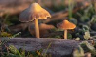 Jangan Disalahgunakan, Magic Mushroom Justru Dapat Atasi Depresi, PTSD hingga Kanker