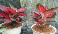 7 Cara Merawat Aglaonema agar Tumbuh Subur dan Cantik