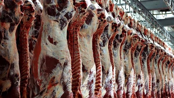 Jelang Puasa, 20 Ribu Ton Daging Kerbau Impor Bakal Masuk ke Indonesia