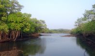 Pusaran KP Desak Pemerintah Dorong Program Perikanan Berbasis Konservasi Mangrove