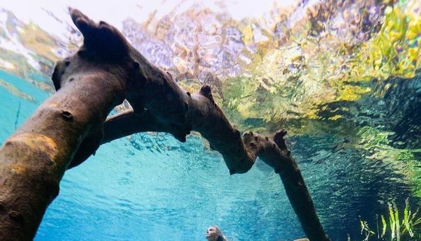 Danau Labuan Cermin Kalimantan Timur, Surga di Tengah Hutan