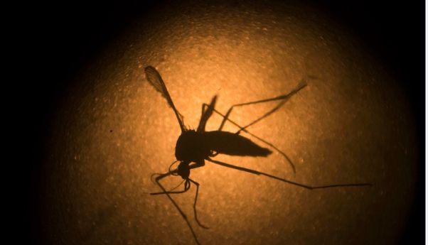 Daur Hidup Nyamuk: Cara Berkembang Biak dan Fakta-Fakta Menariknya