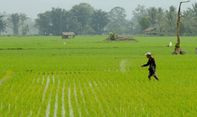 Berita Jogja: 17 Kecamatan Jadi Kawasan Pengembangan Lahan Marginal di Bantul