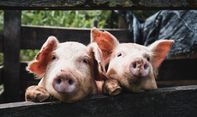 Muhammadiyah di AS:  Meski Haram, Babi Tetap Ciptaan Allah