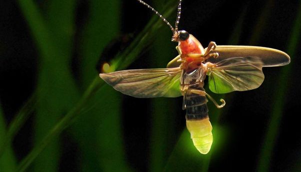Cahaya Buatan Geser Kunang-kunang di Ujung Kepunahan