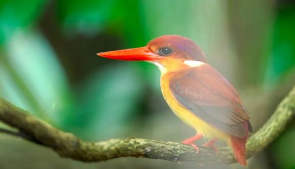 Indonesia Catat 1.835 Spesies Burung, Kokohkan Posisi sebagai Negara Megabiodiversitas