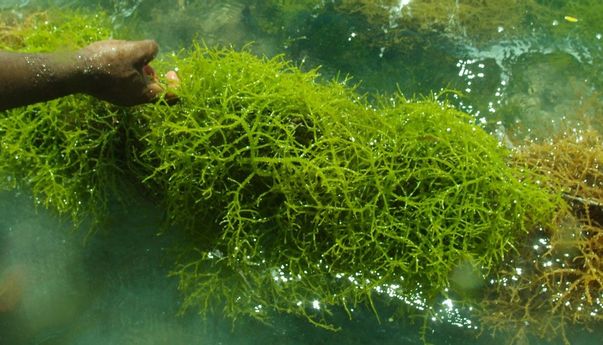 Komoditas Rumput Laut Ternyata Berpeluang Dijadikan Mi dan Jus