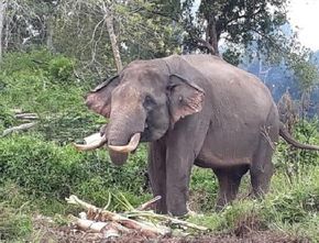 Warga Aceh Dihebohkan oleh Kematian Ganjil Gajah Sumatera