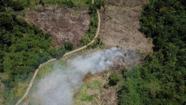 Pemerintah Bakal Buka 20 Juta Hektare Hutan untuk Ketahanan Pangan dan Energi