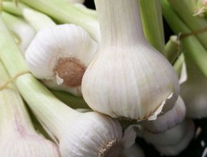 Selain Cepat Tumbuh, 6 Tanaman Sayur Ini Juga Paling Mudah Ditanam di Halaman Rumah