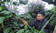 Berita Seputar Jogja: Panen Raya Petani Kopi Kulon Progo