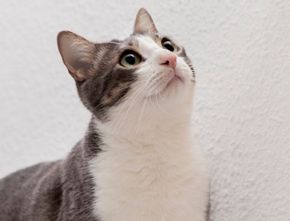 Para Pecinta Anabul Wajib Tahu 7 Hal Ini Tak Disukai Kucing