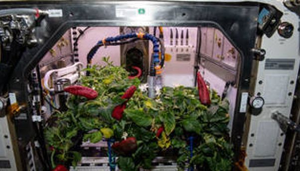 Lagi NASA Berencana Buat Kebun Sayuran di Luar Angkasa, Apa Mungkin?