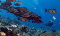 Menyelami Keindahan Bawah Laut Indonesia, Ini 6 Destinasi Diving Terbaik